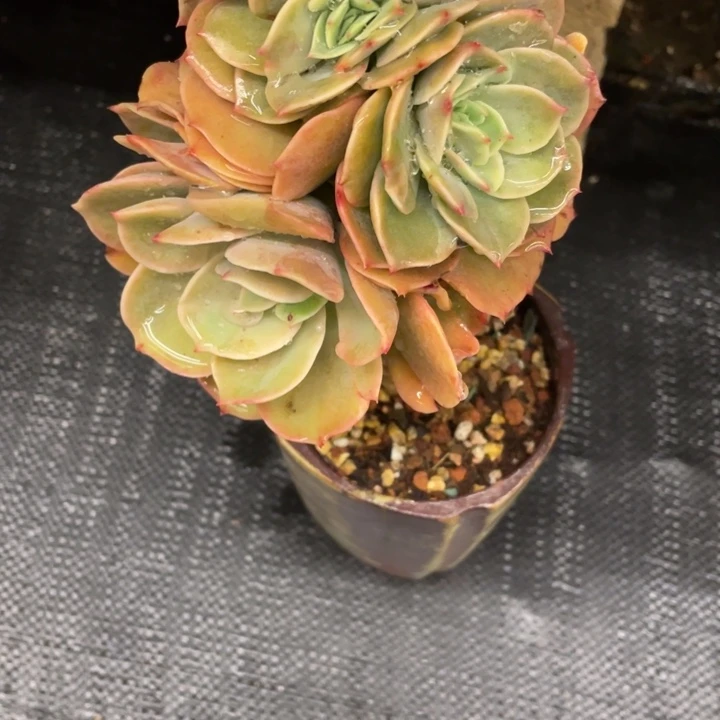 如*阁弥鹿之森一物一图