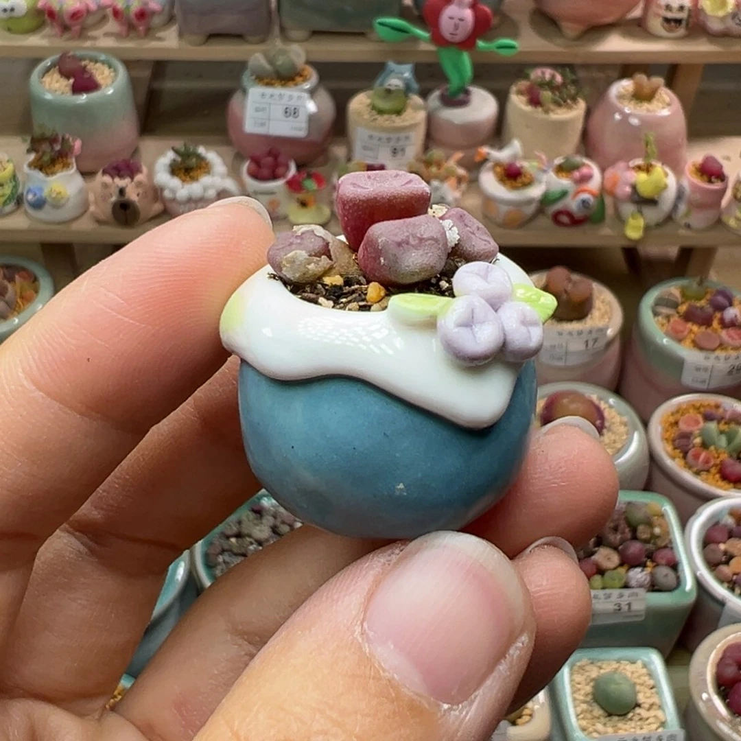 多肉植物98号只要拇指盆