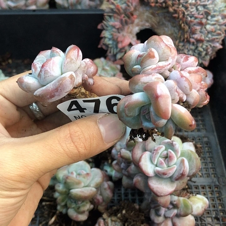 星影石榴籽福利出咯 476