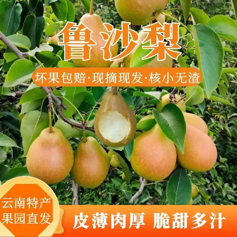 云南鲁沙梨脆酥多汁水果维生素c香甜可口纯甜现摘现发梨子