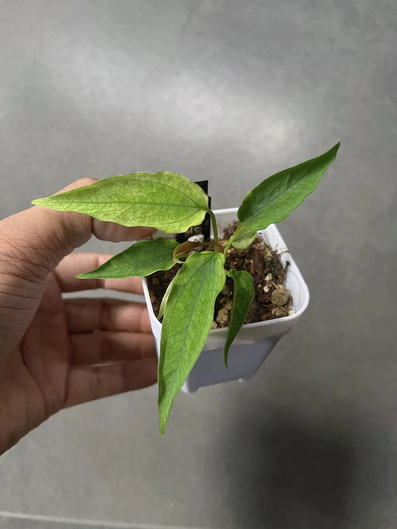 【DF x FSRL 抹茶锦】天南星科 热带植物