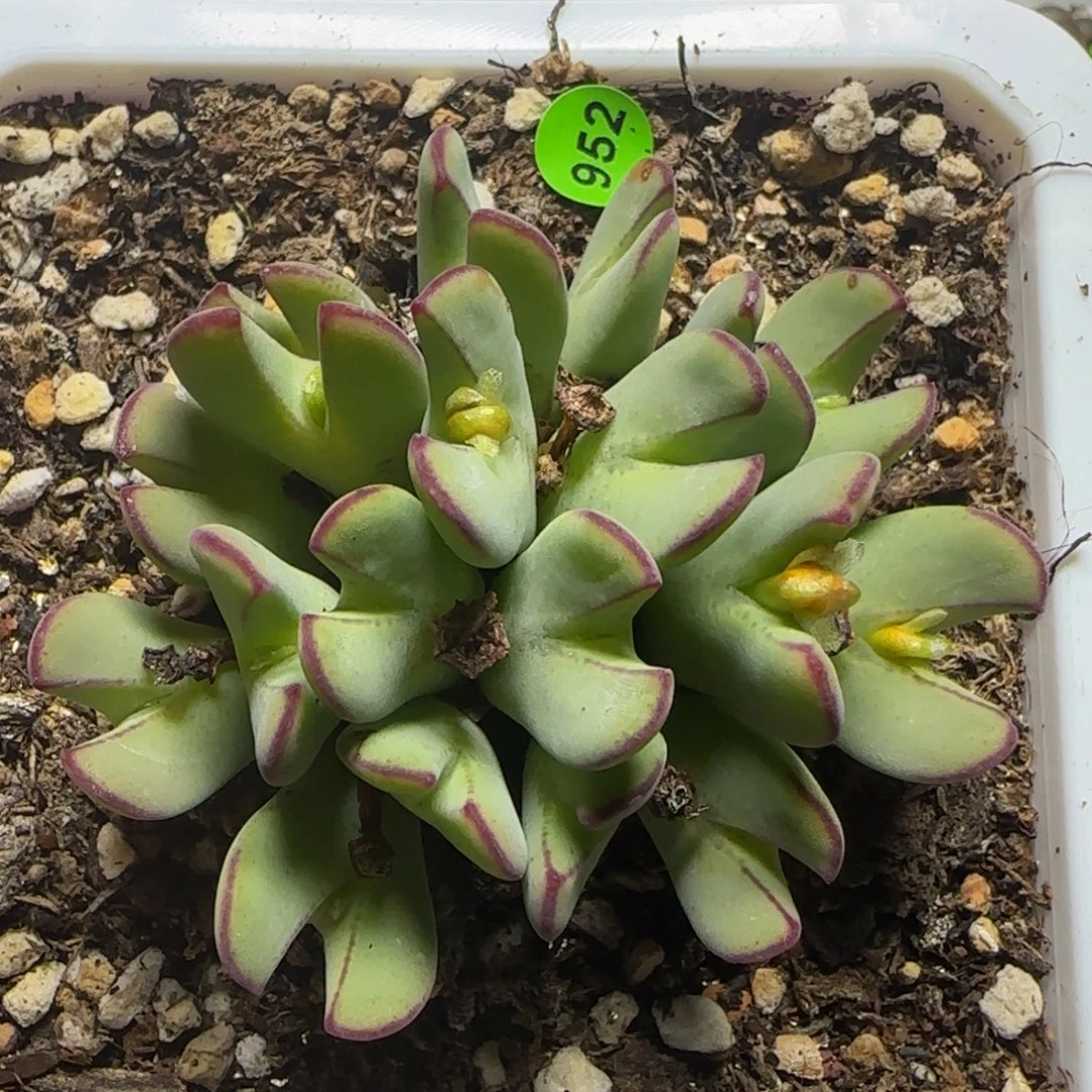 漂漂亮亮多肉植物952