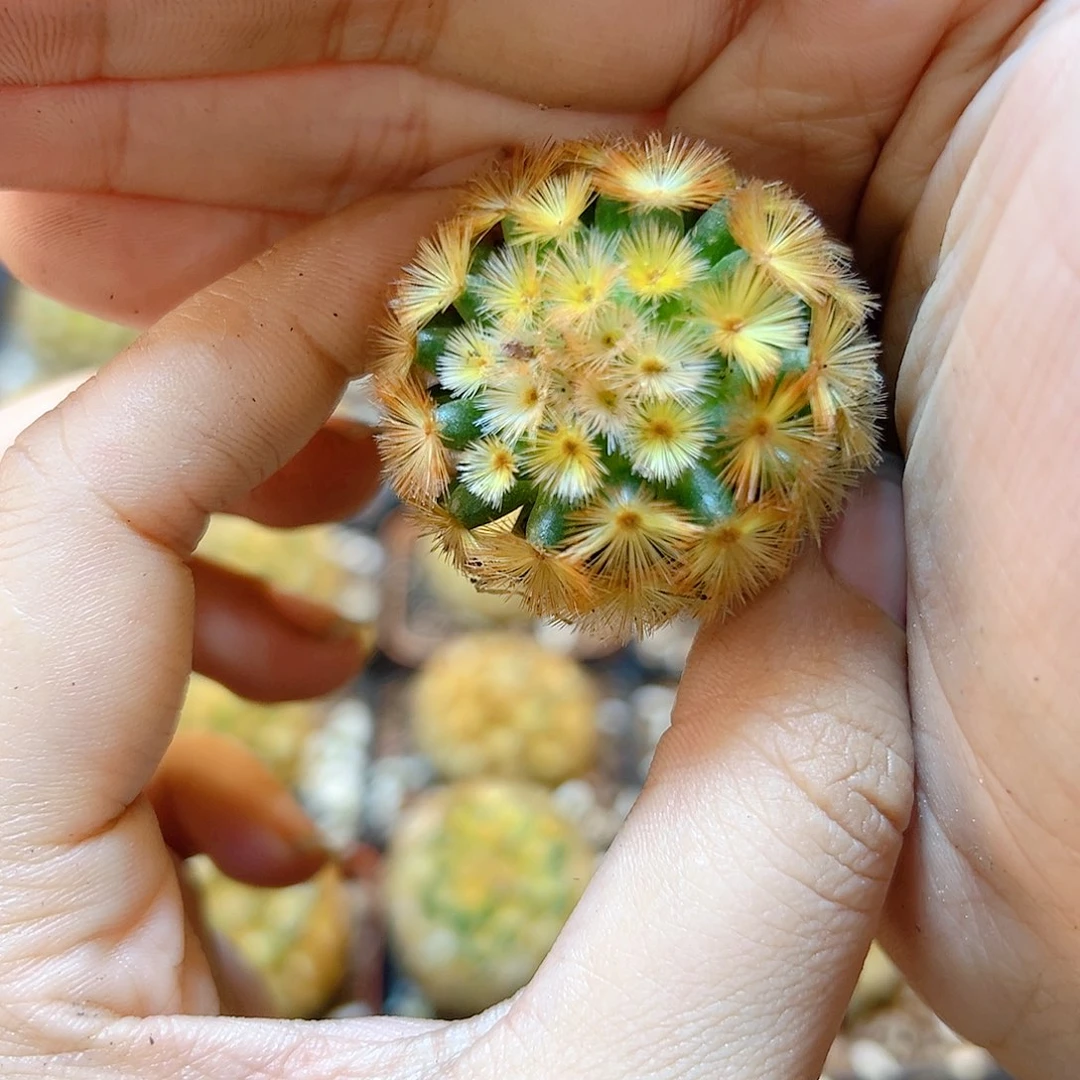 自根泰系佛头嘉文丸3.2公分