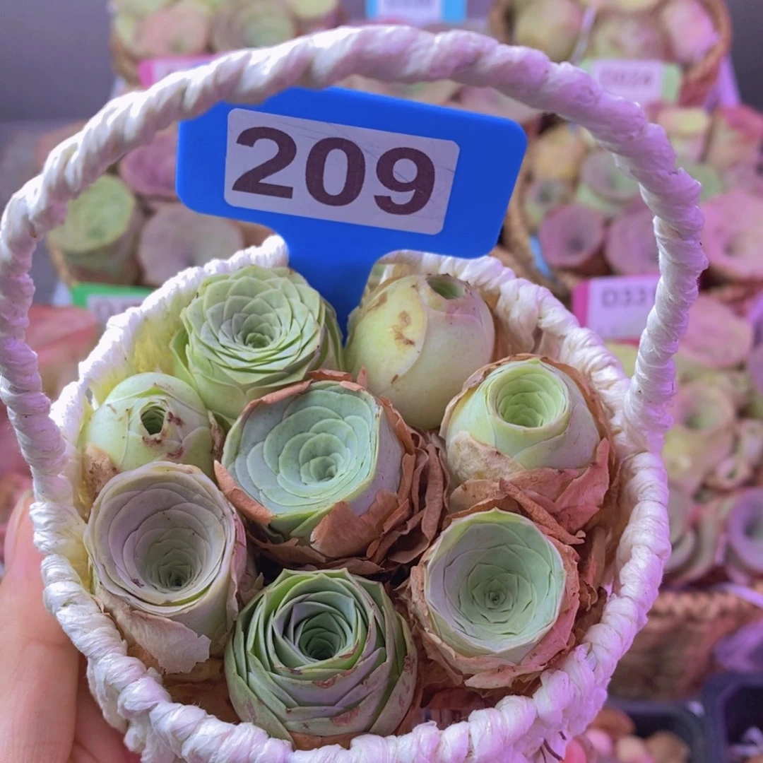 山地玫瑰一物一拍209