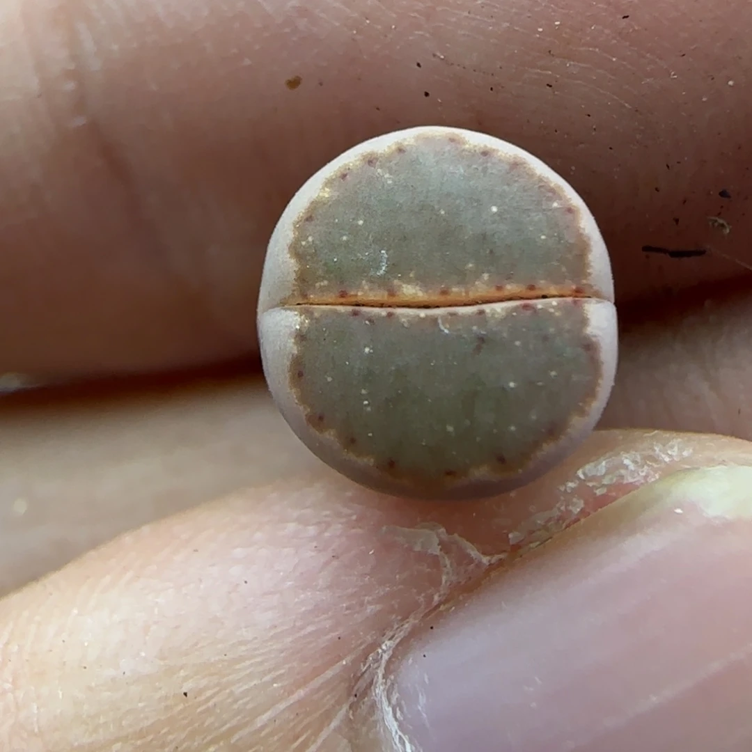 103饼干清框福利30包邮