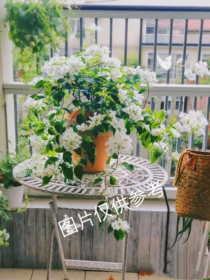 【白雪公主】三角梅勤花品种