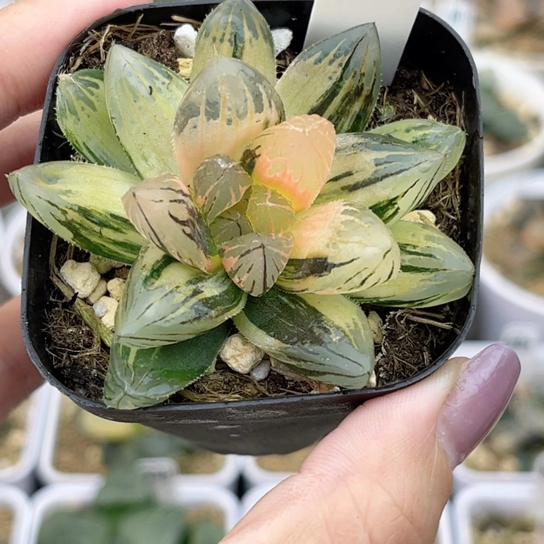 103龙爪玉露锦福利专场