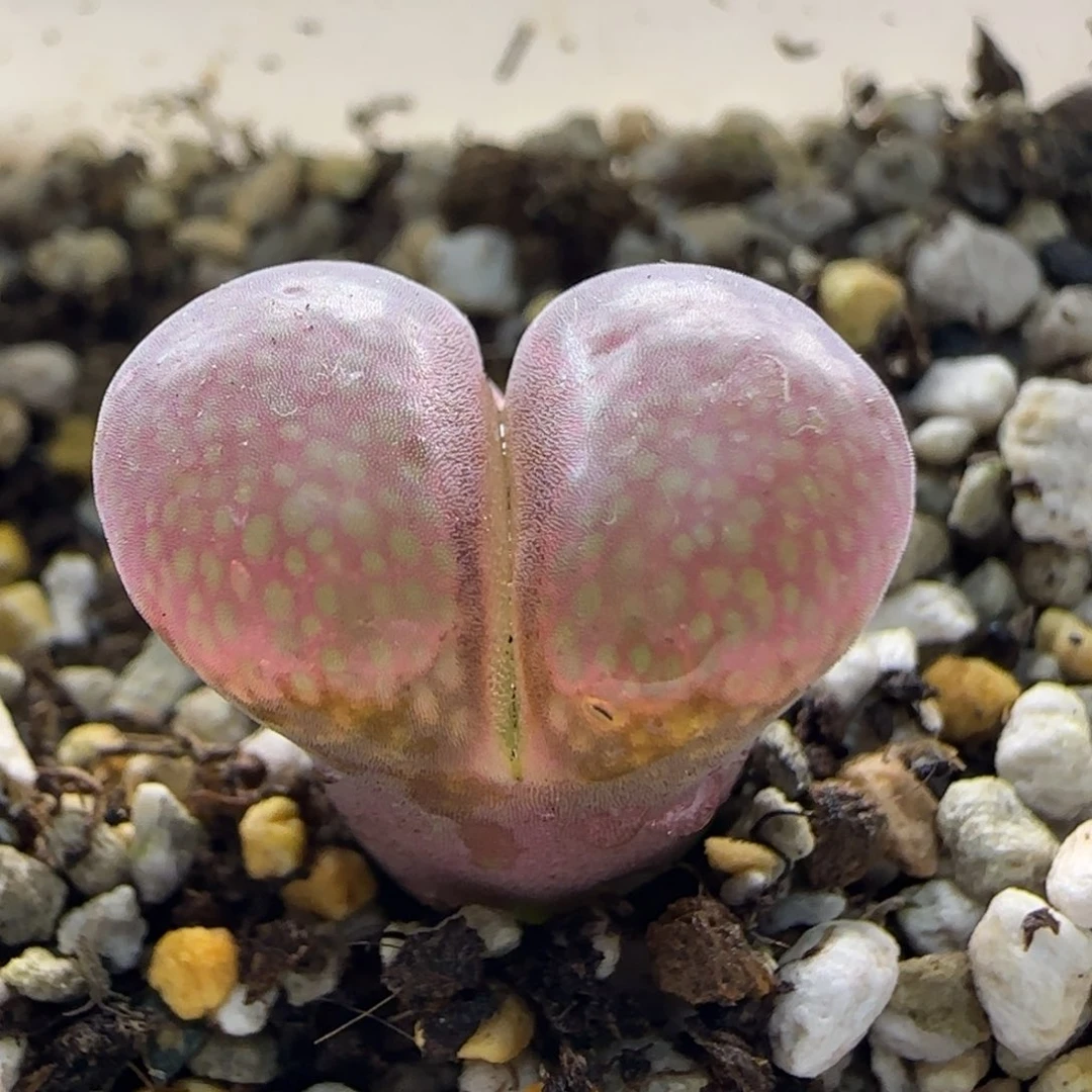 10-10-3-5当天满38包邮日系紫红风铃1.7cm脱土