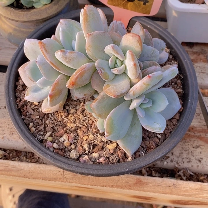 不***心494号韩版奶茶一颗