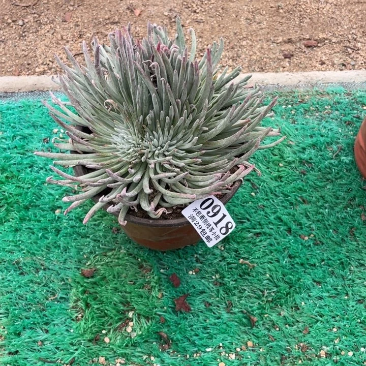 918号爱杜丽丝多肉植物