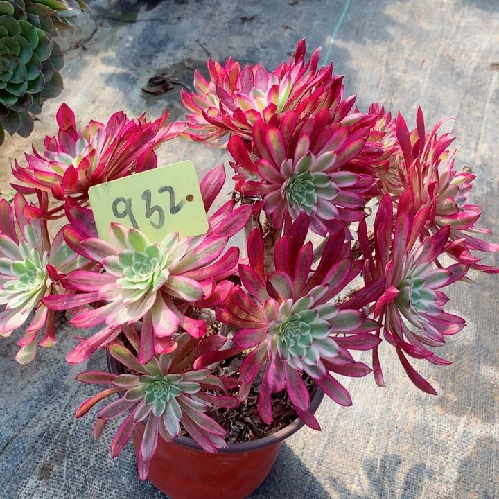 932仙墨多肉111111