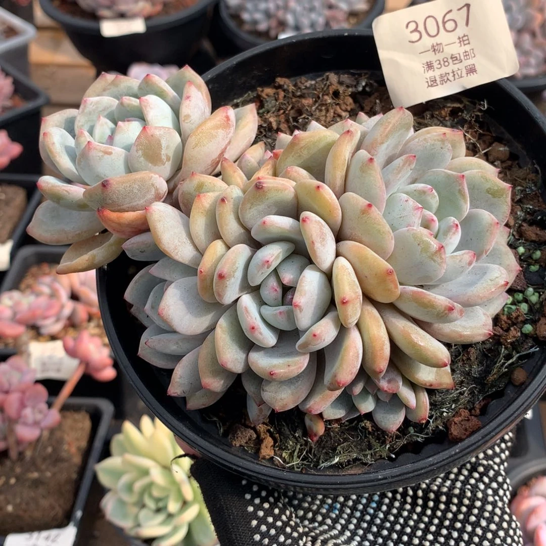 14厘米七头石榴籽无砍3067