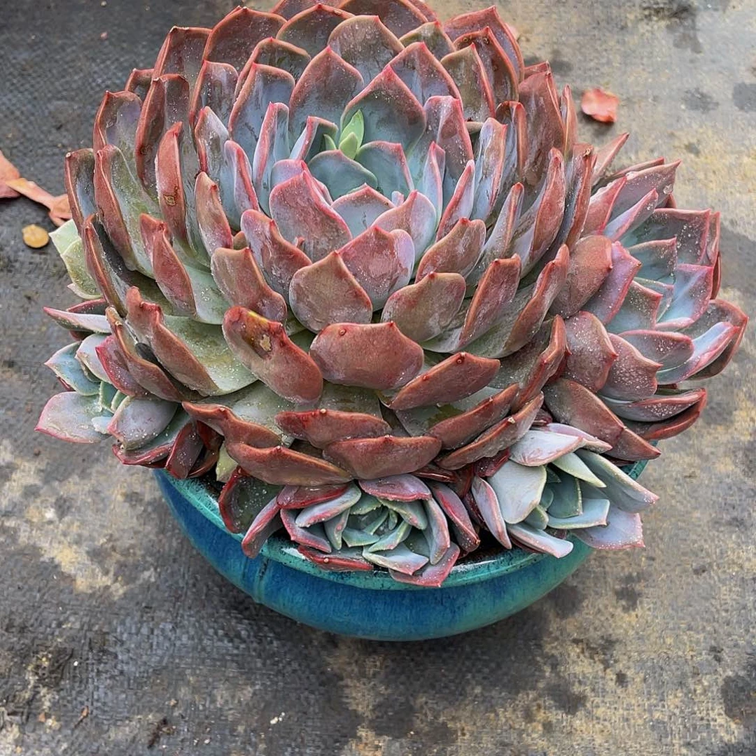 雨***！无名多肉植物群