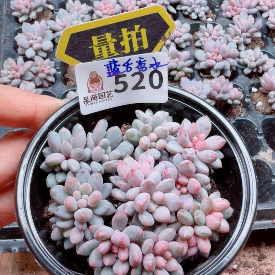 多肉植物多肉植物