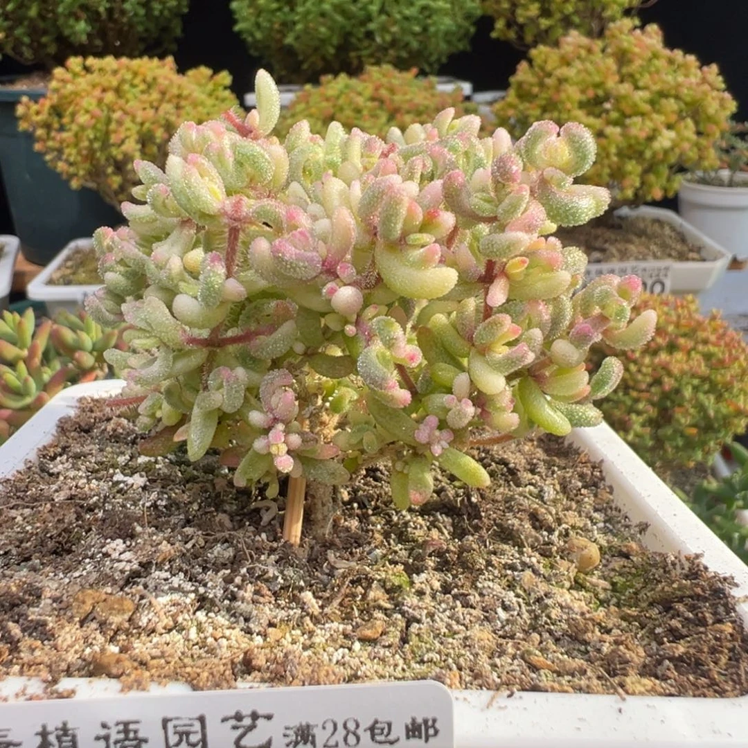 D7653红宝石锦一物一拍