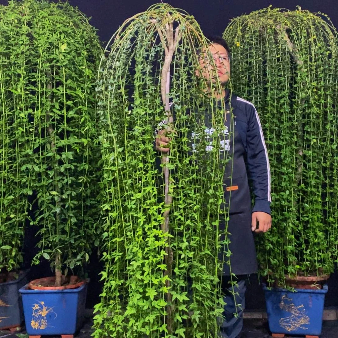 高度1.7左右，迎春花，一物一拍
