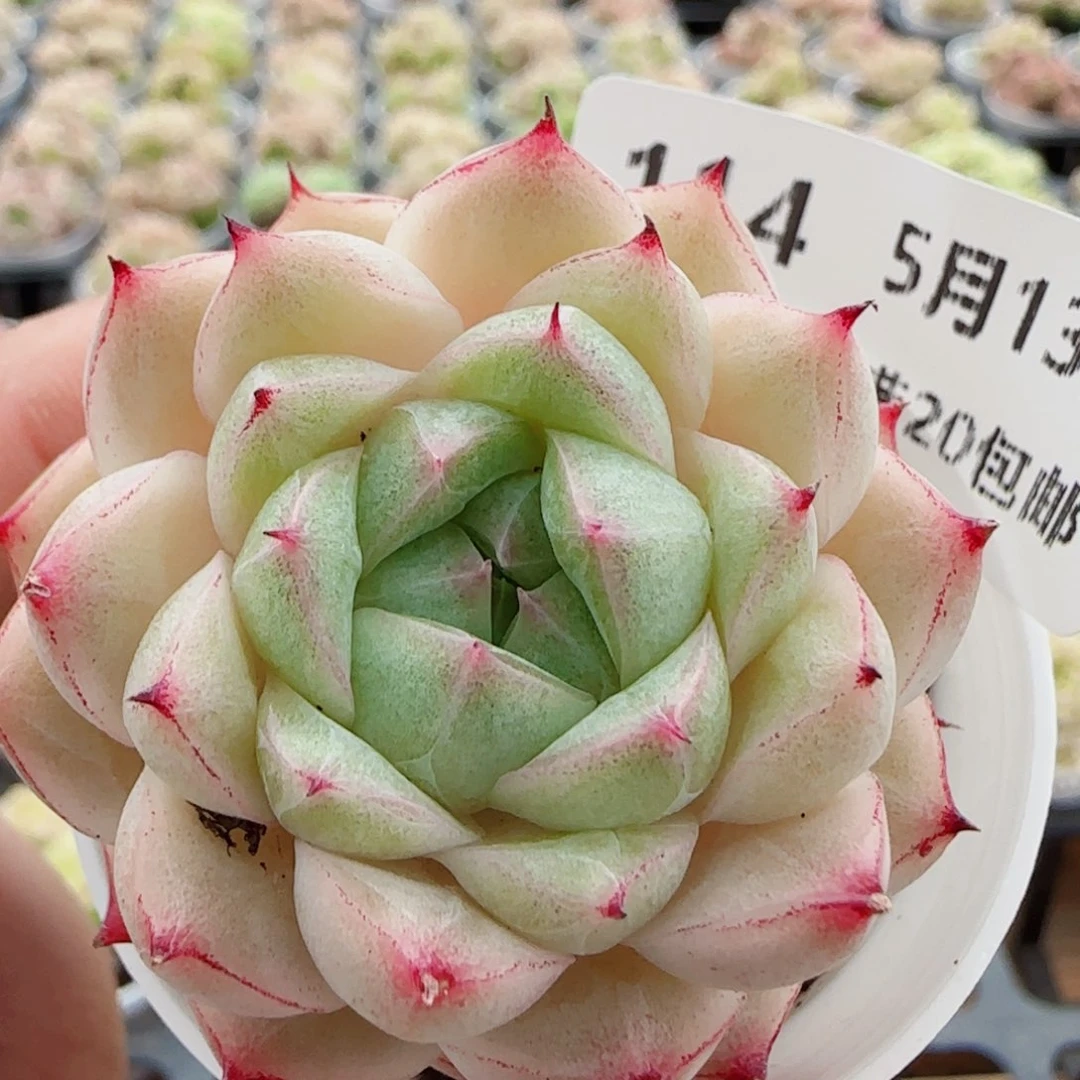 花语逸镜0513-114