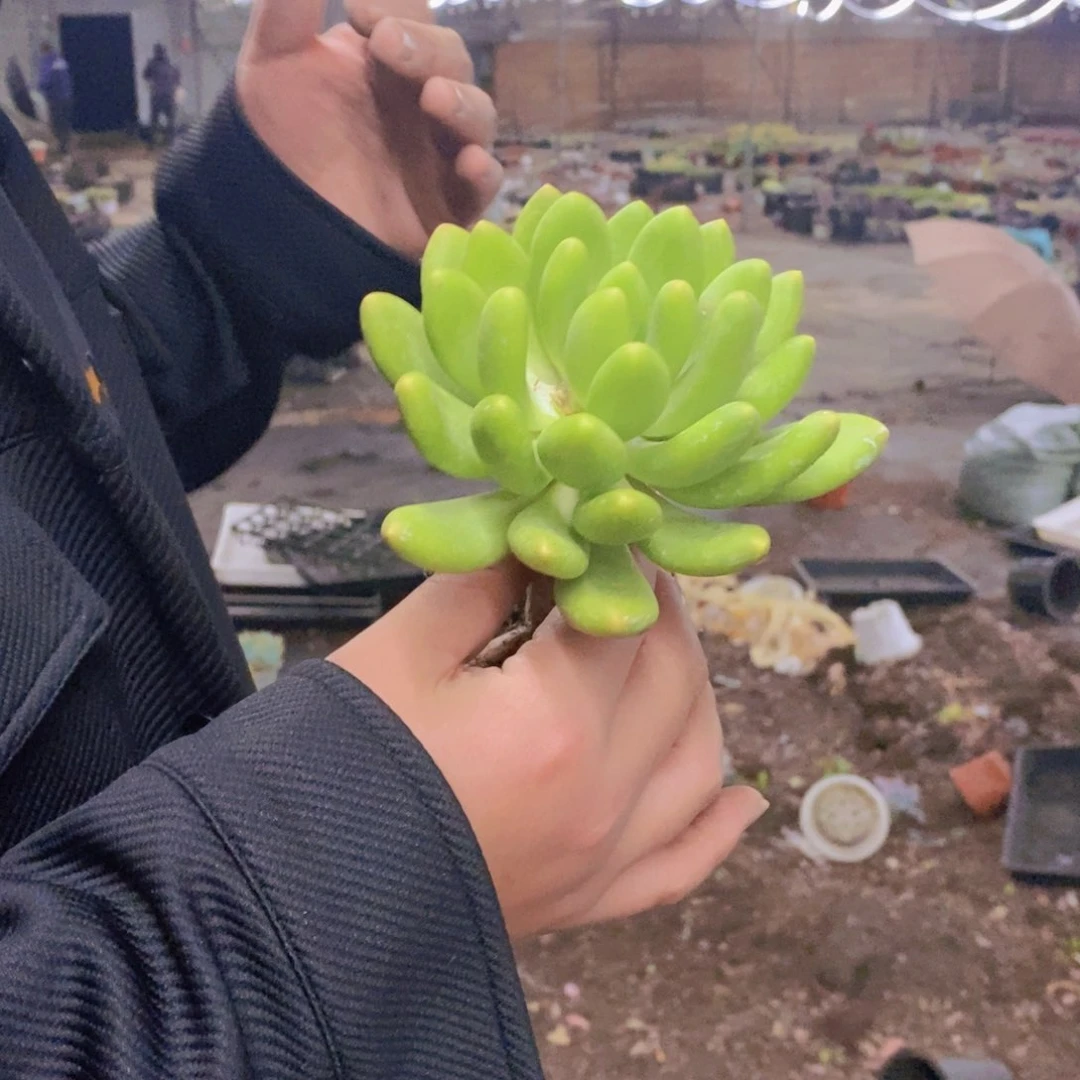 金蝉大单头老桩多肉