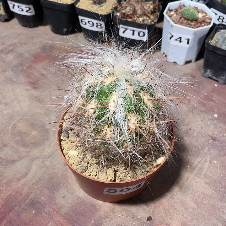 804超大狂刺恐龙蛋