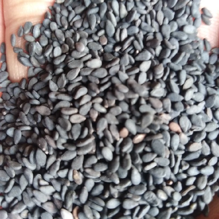 【秦巴本草】村书记助农  秦岭农户自种自晒老品种黑芝麻250g