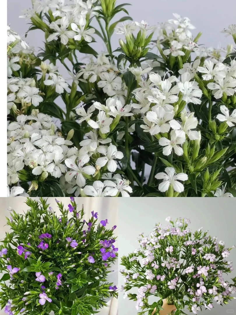 青梅【一单中通 两单顺丰包邮】云南鲜花 昆明基地直发