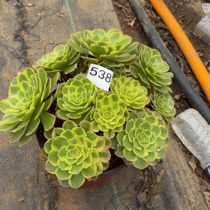 奶白多肉植物不包损538