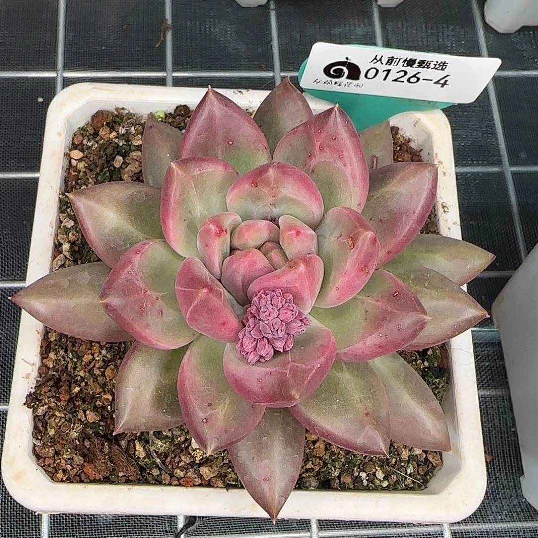 从前慢花园精选0126-4