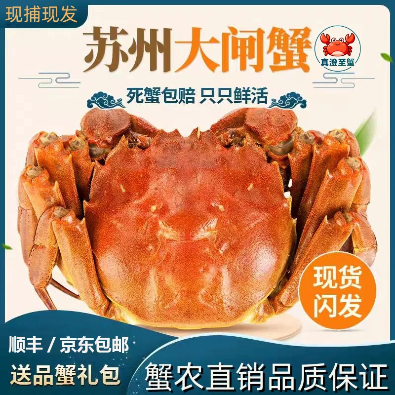 【真澄至蟹】3两6只装全母蟹正宗苏州原产精品大闸蟹礼盒