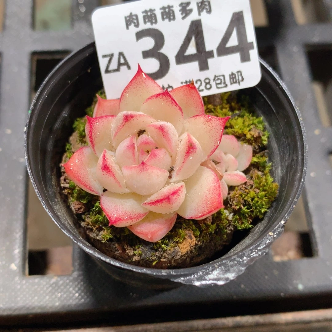 肉萌萌拇指盆精控多肉ZA344