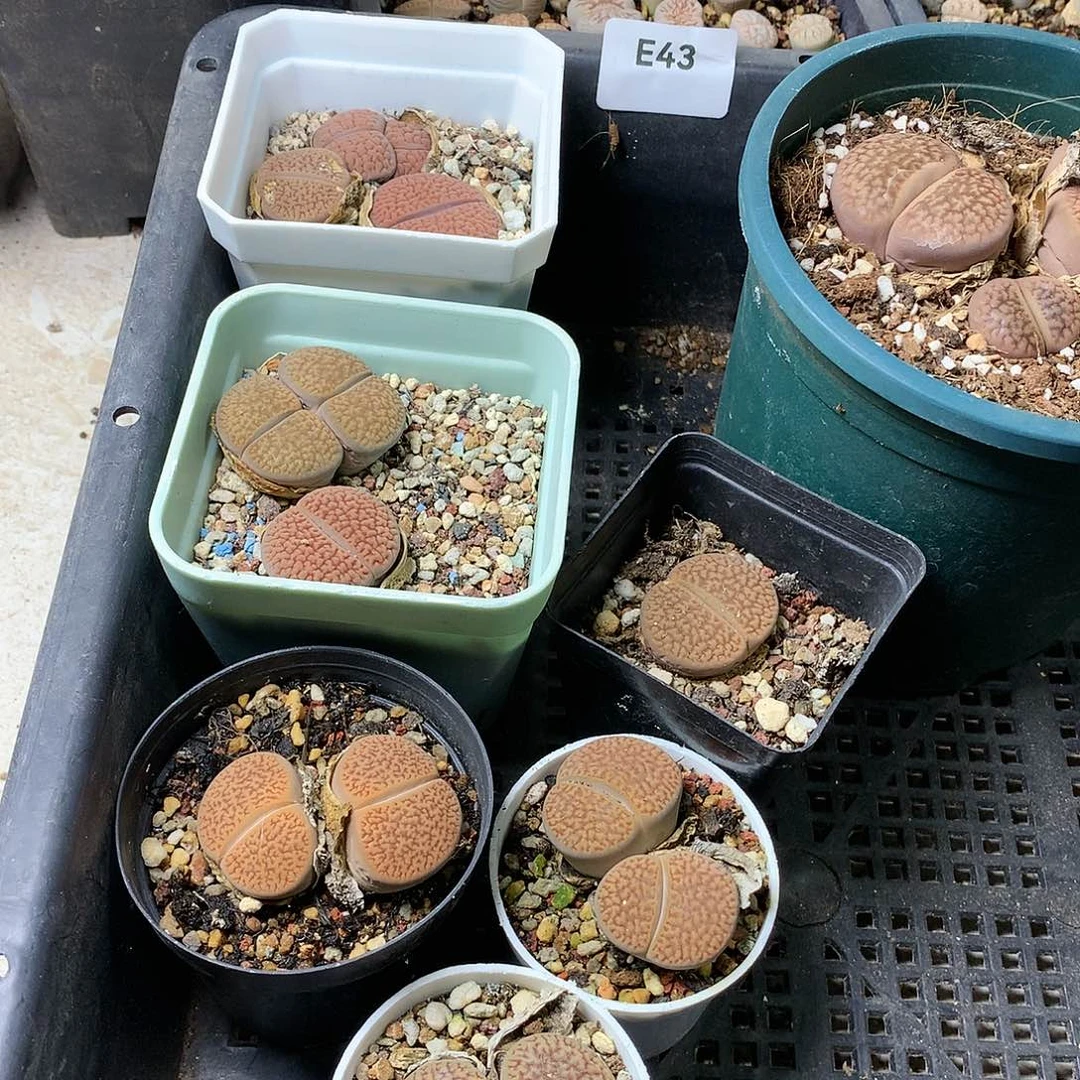 青E43多肉植物保护研究所