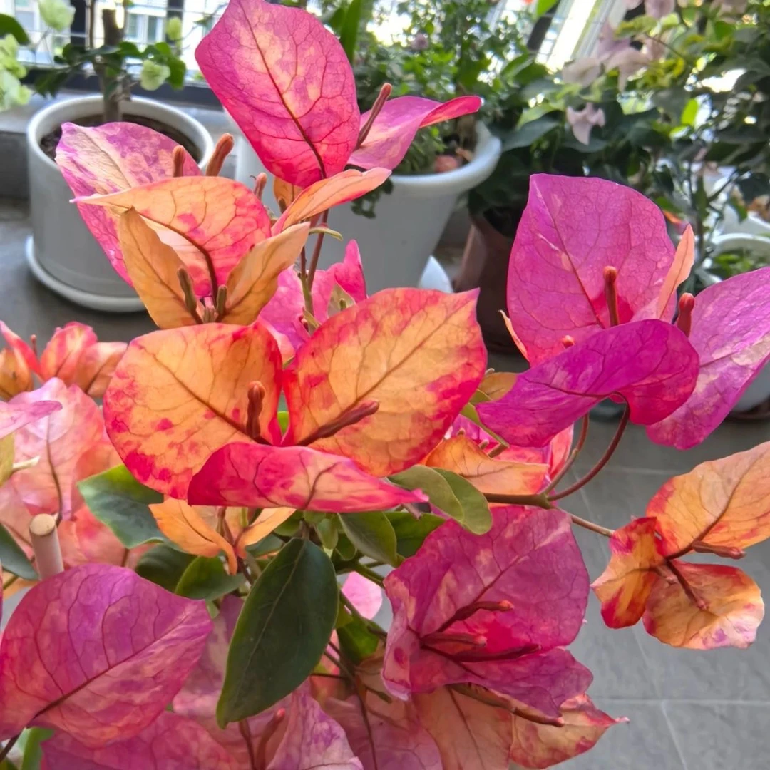 三角梅 阿朱娜 勤花品种四季开花阳台花卉 掉花掉叶不售后