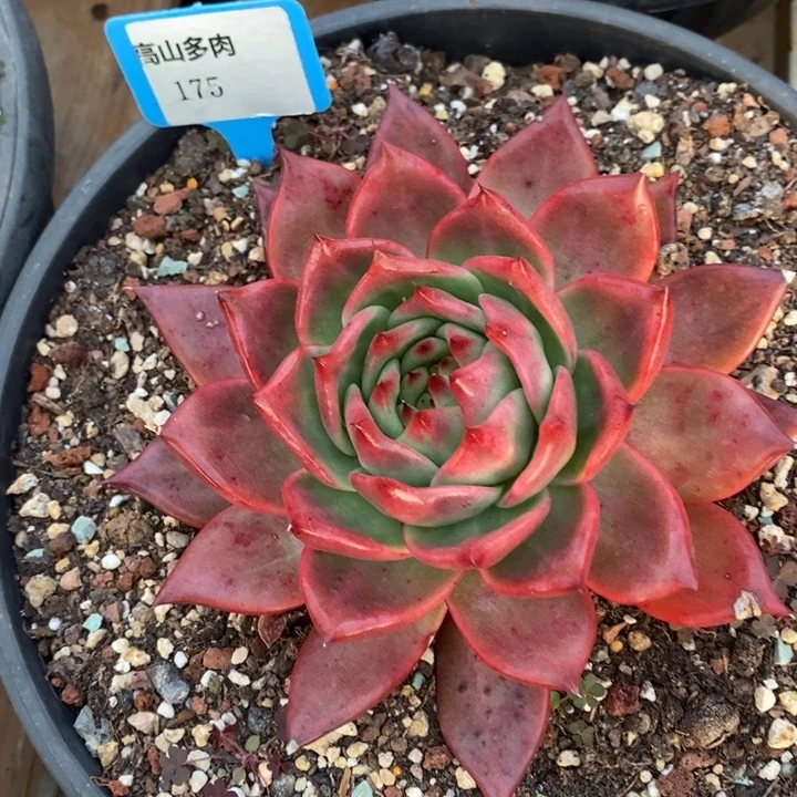 D175- 直播福利 菩萨