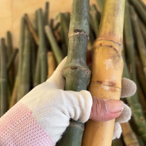 想***实心竹竹竹竹竹竹竹竹竹