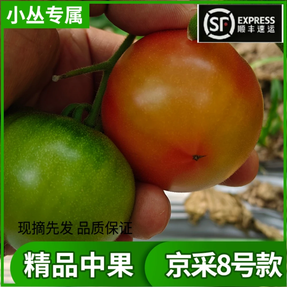 【京采8号】【精品中果】草莓番茄盐碱地柿子3斤送1斤新鲜番茄同城送山东省