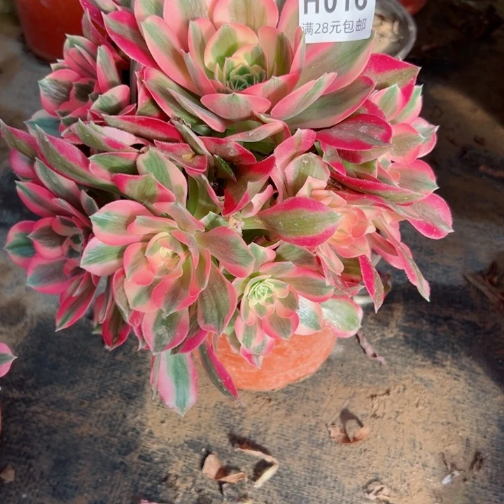 16女巫多肉植物的