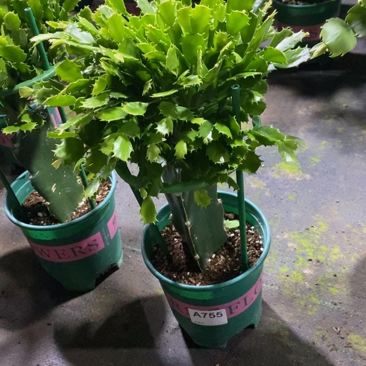 当前无花栽培后可以开花755嫁接050