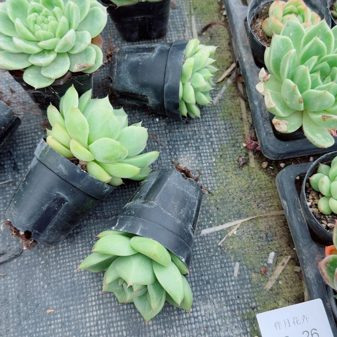 麦秆小绿菜五颗量拍26-26右7