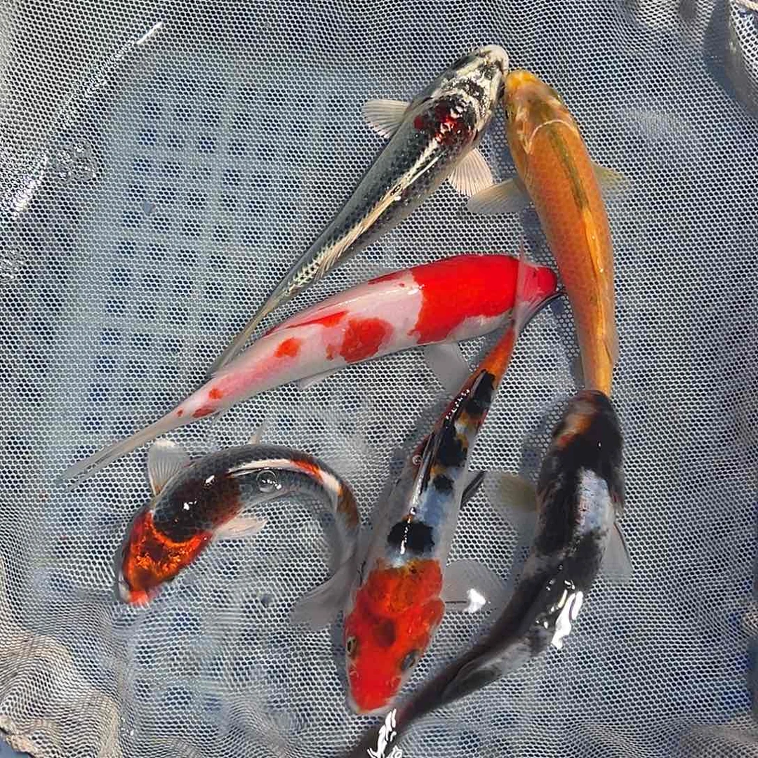 锦鲤锦鲤观赏鱼1111