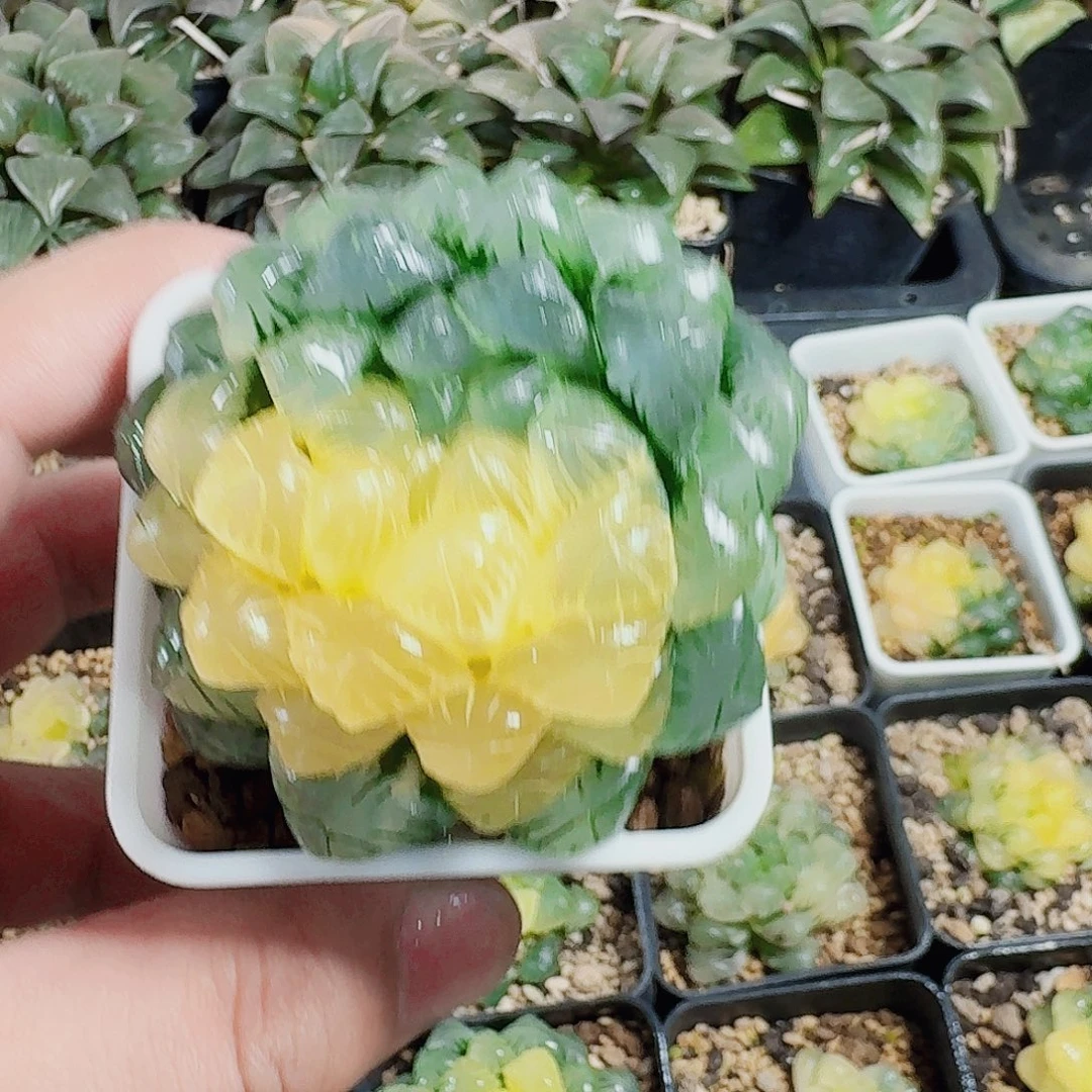 海***燕无花朵十二卷福利活动开始玉露锦