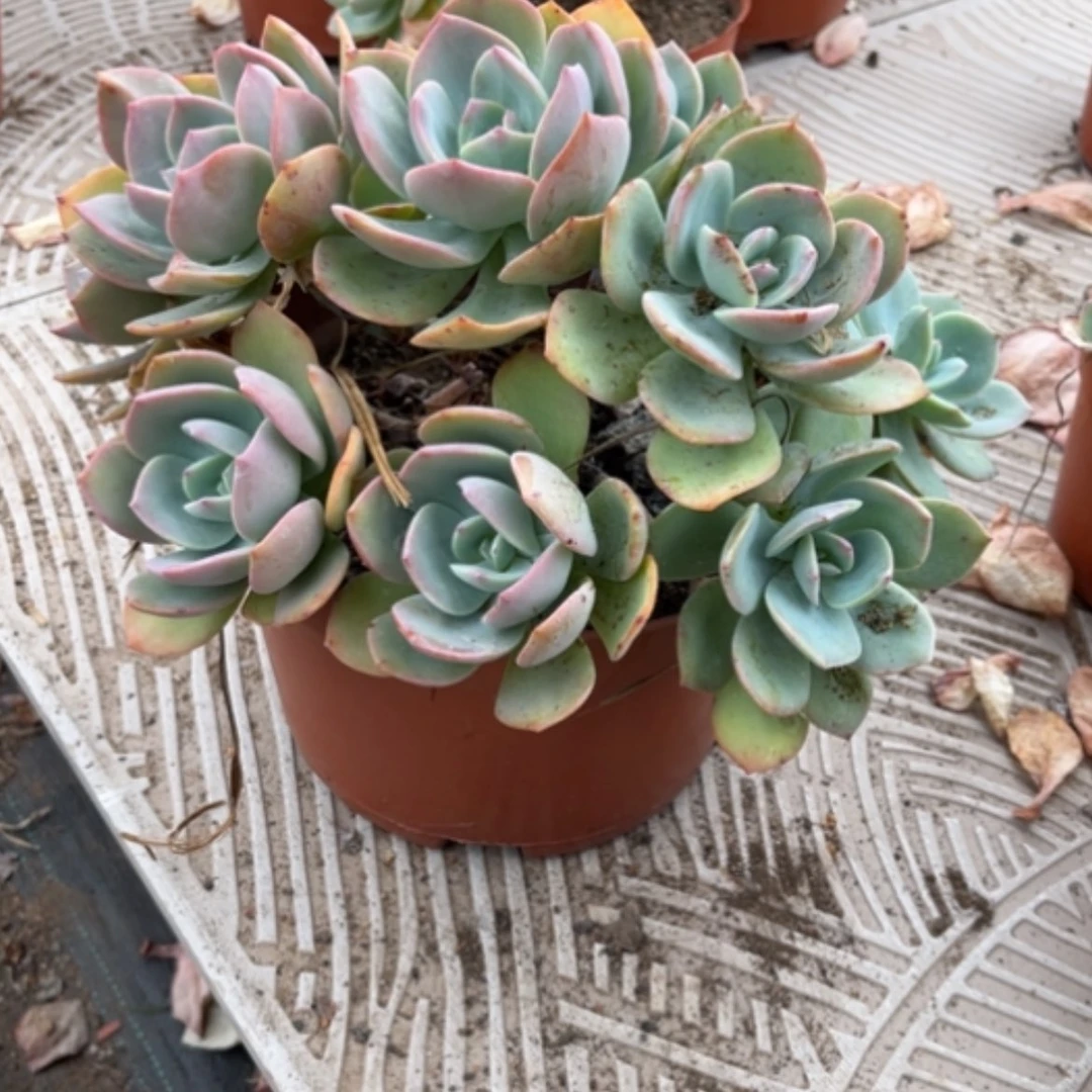 【闪购商品】财*白凤