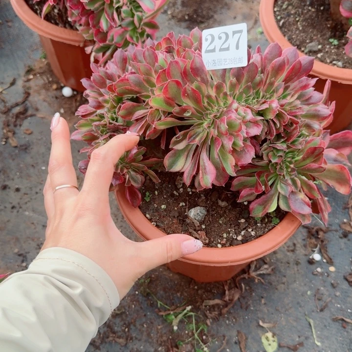 227洛神缀化多肉植物满28包邮
