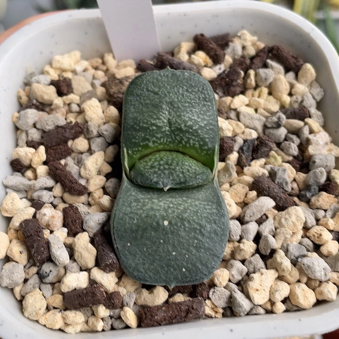 502号脱土发货111
