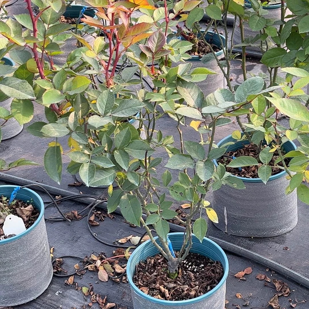 无花朵时尚绿，1.8加仑土球修剪发货