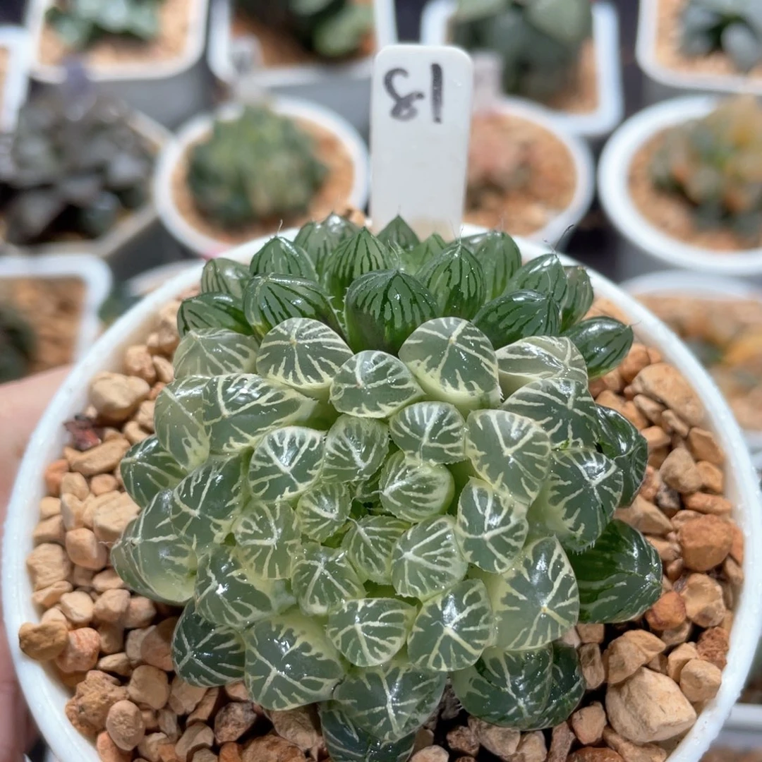 81糊斑宫灯锦。