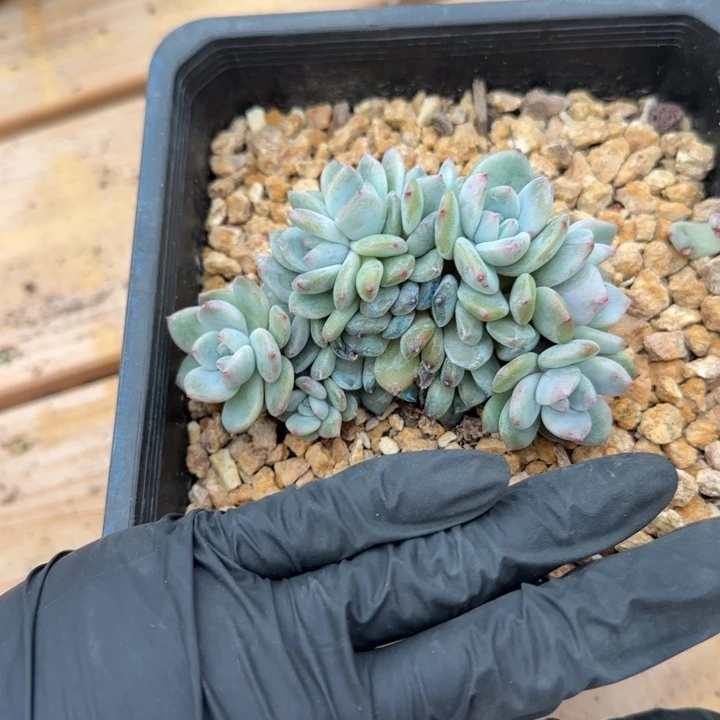 ?**?7厘米左右一物一拍的