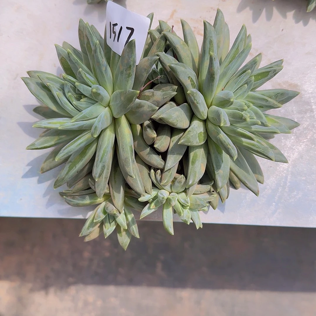 聆***、1517美人杂多肉植物