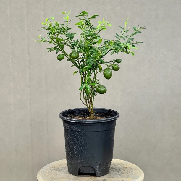 原生血柠盆栽观果植物 四季常青 一物一拍