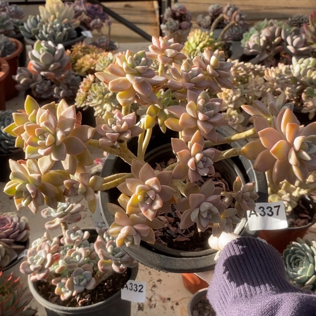 337淡雪朵朵缀一物一拍