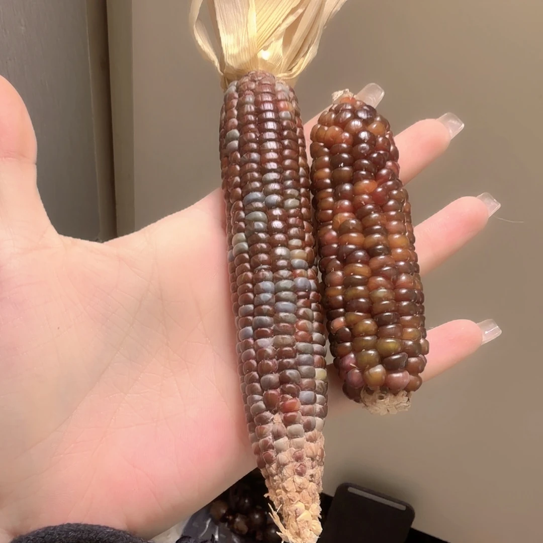 金刚菩提手串文玩玉米2个