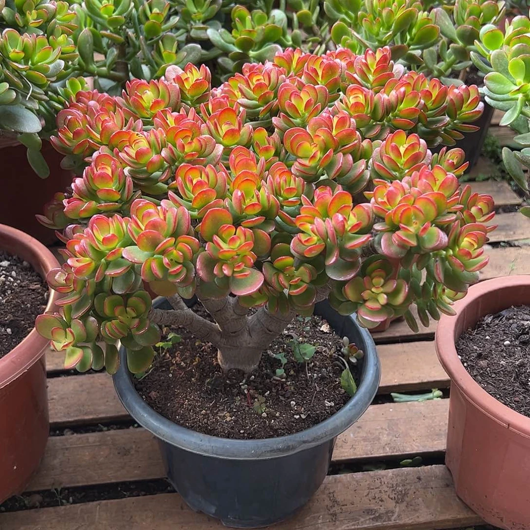 5年摇钱树带土球发货